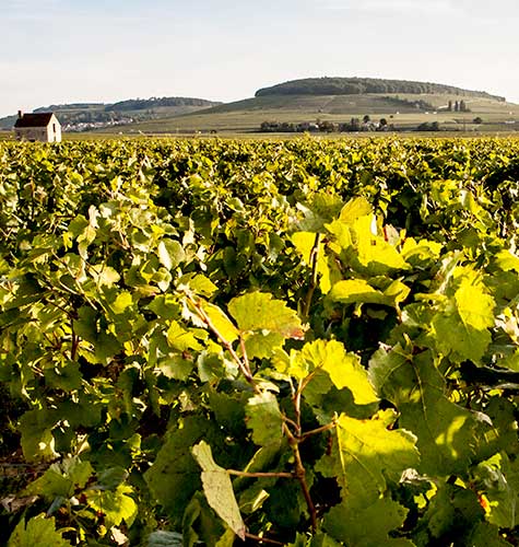 Vins  de Bourgogne